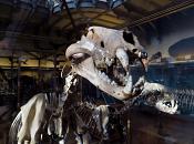 galerie de paleontologie et de anatomie comparee 12-2015 8270